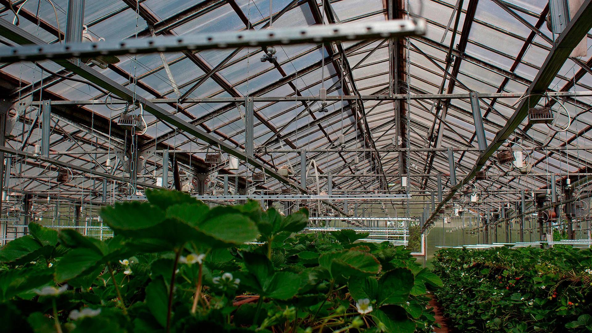 Фото предоставлено КФХ Вороновых-Бурковских Strawberry44