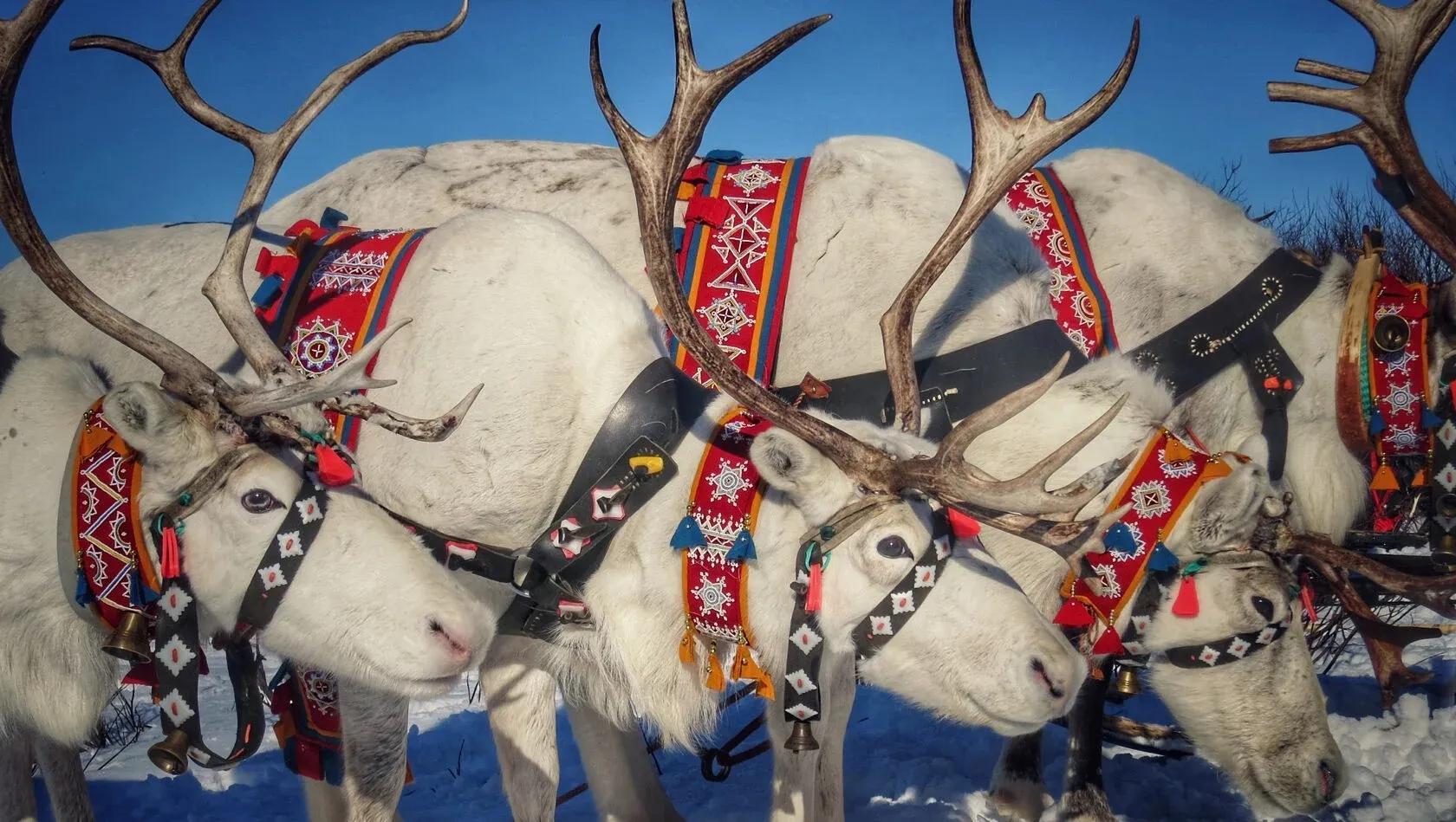 Северные олени / Фото: shutterstock.com