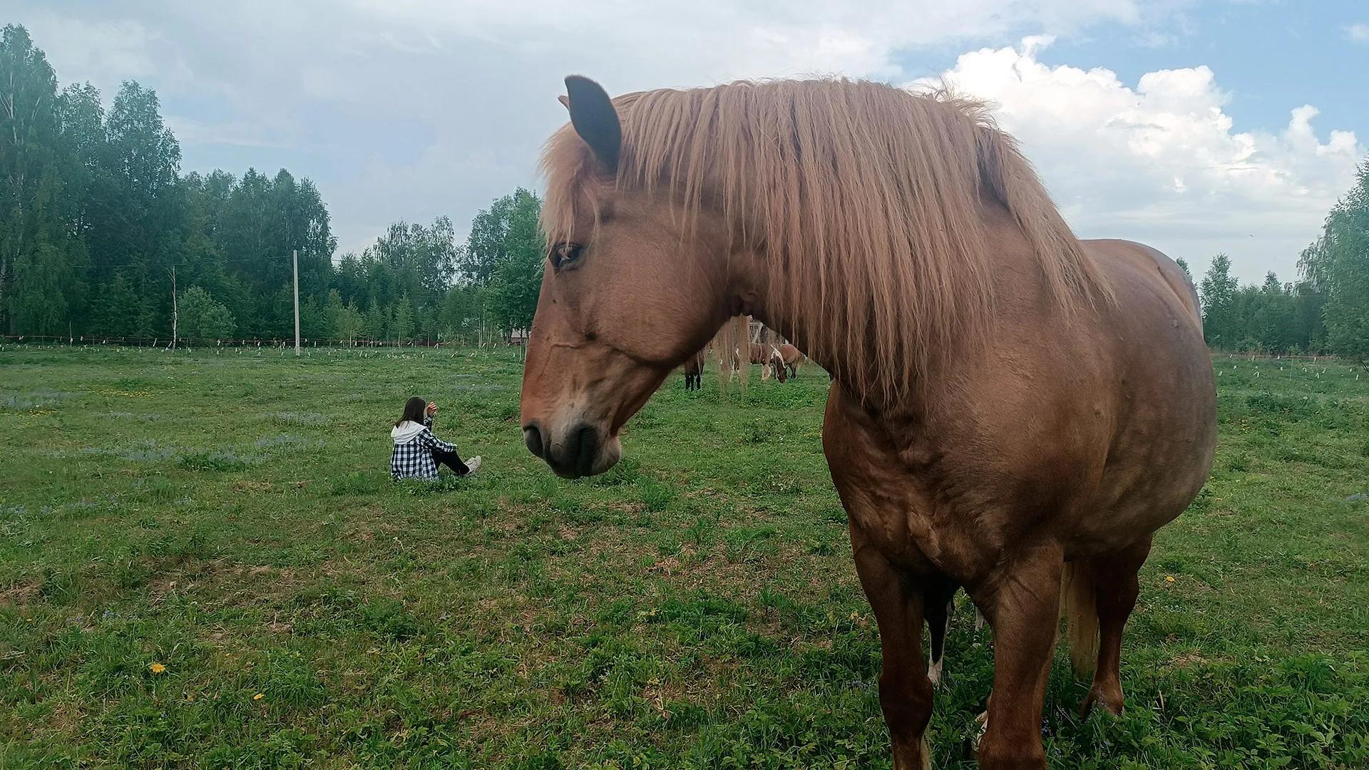 Фото предоставлено конным клубом Royal Horse