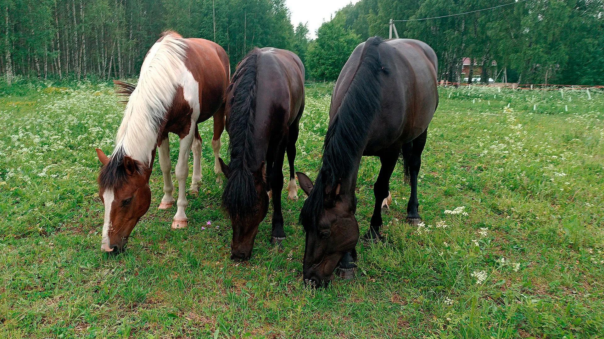 Фото предоставлено конным клубом Royal Horse