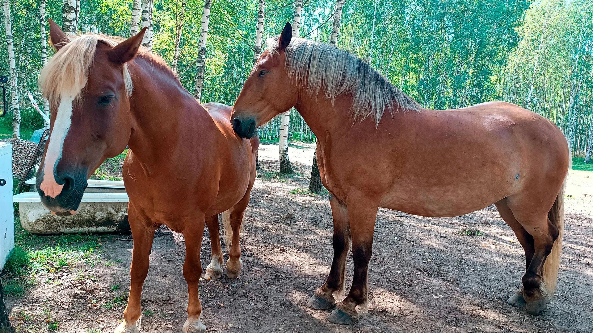 Фото предоставлено конным клубом Royal Horse