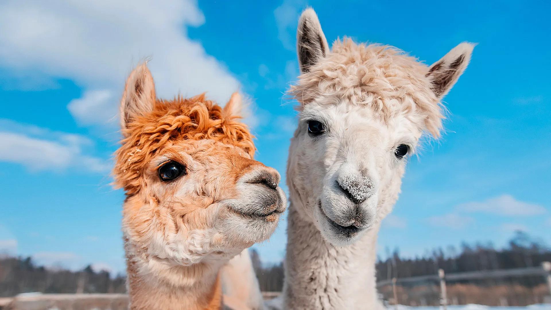 Альпаки_shutterstock