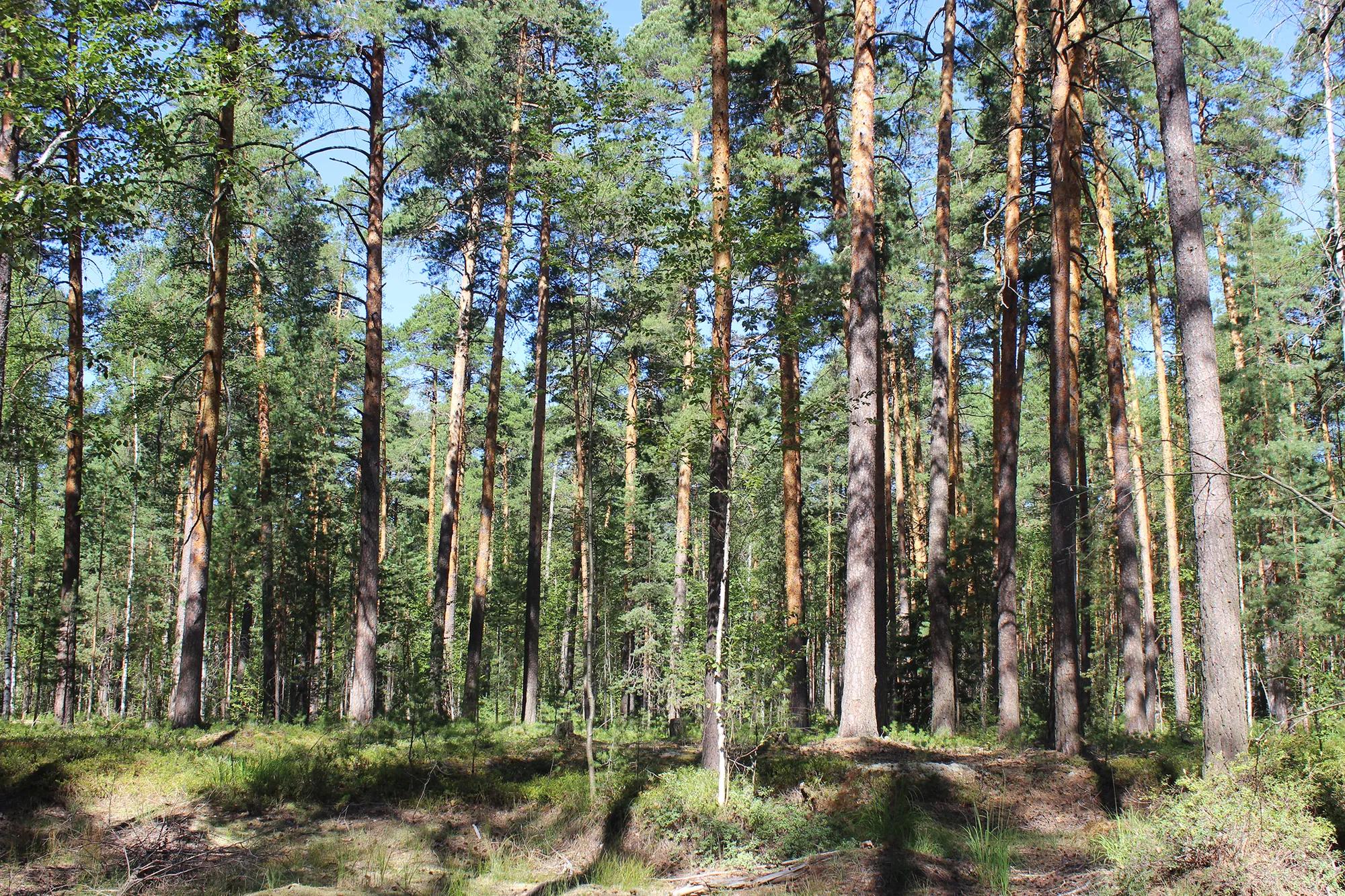 Фото: Дроздова З.
