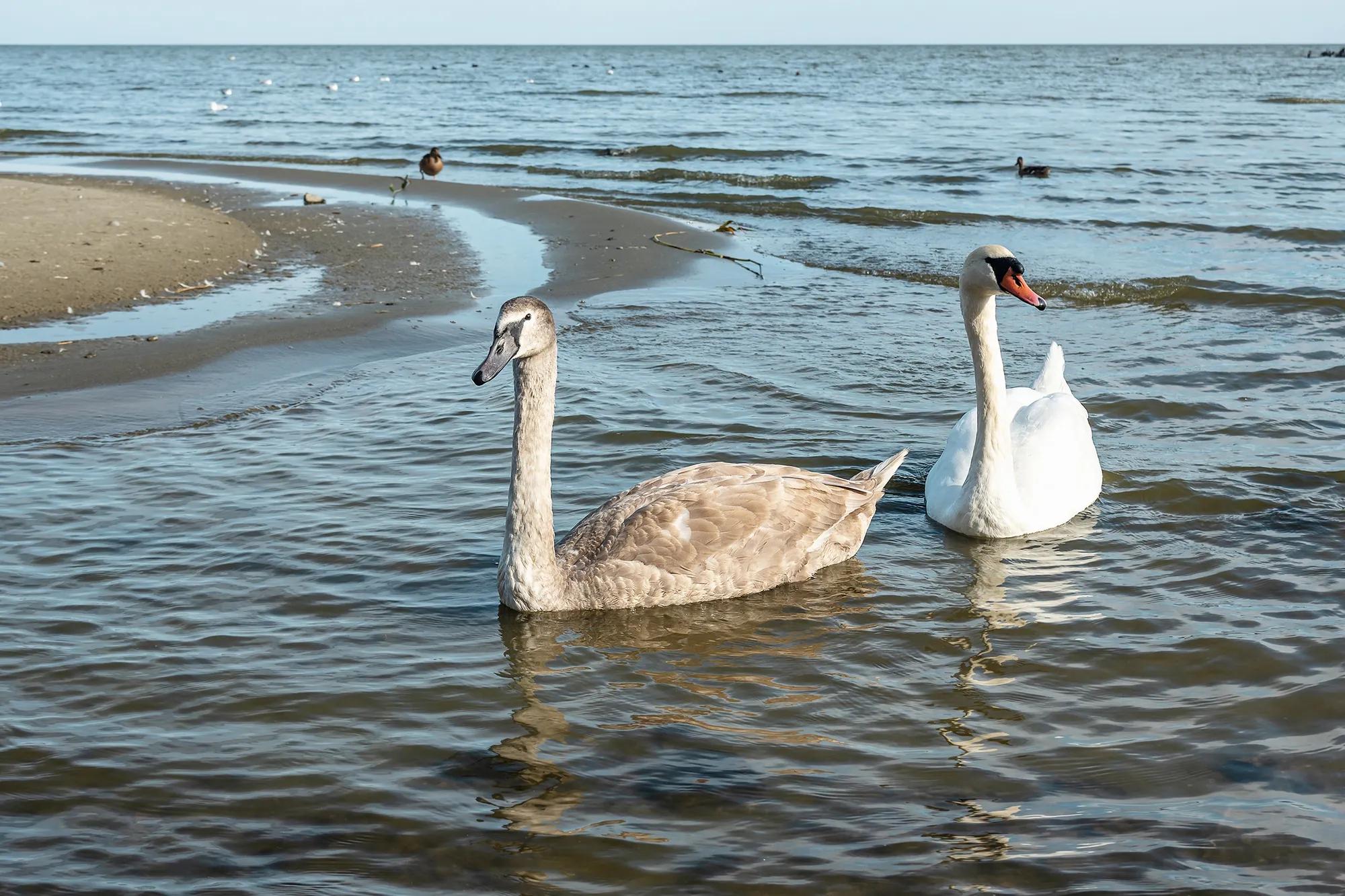 Фото: Shutterstock / Elena Odareeva
