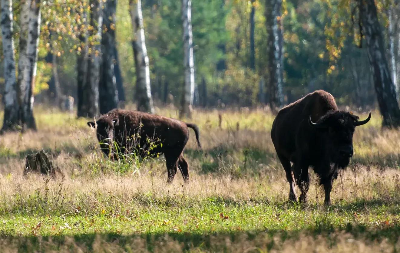 Фото: Shutterstock / Suponev Vladimir