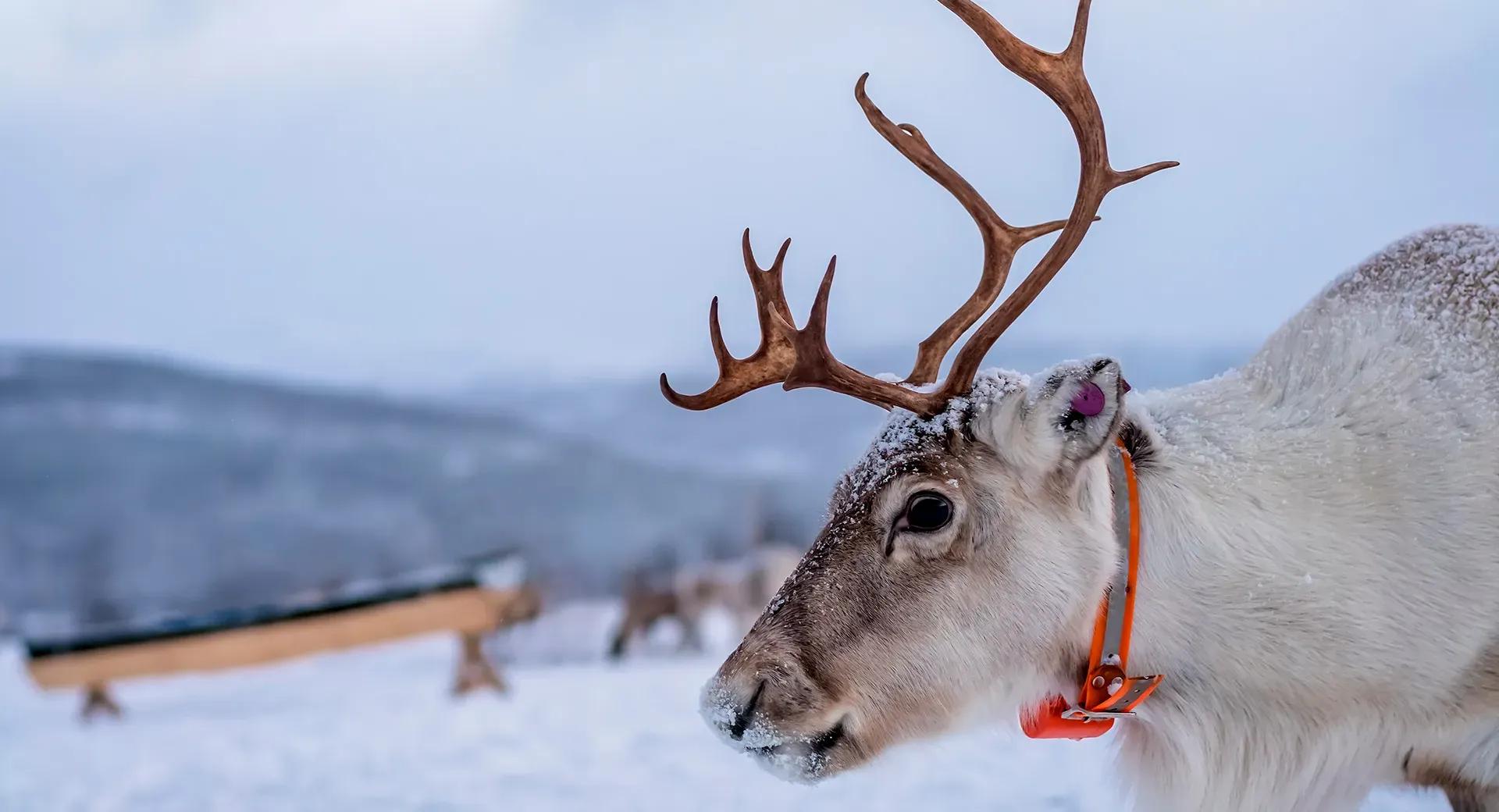 Северный-олень_shutterstock