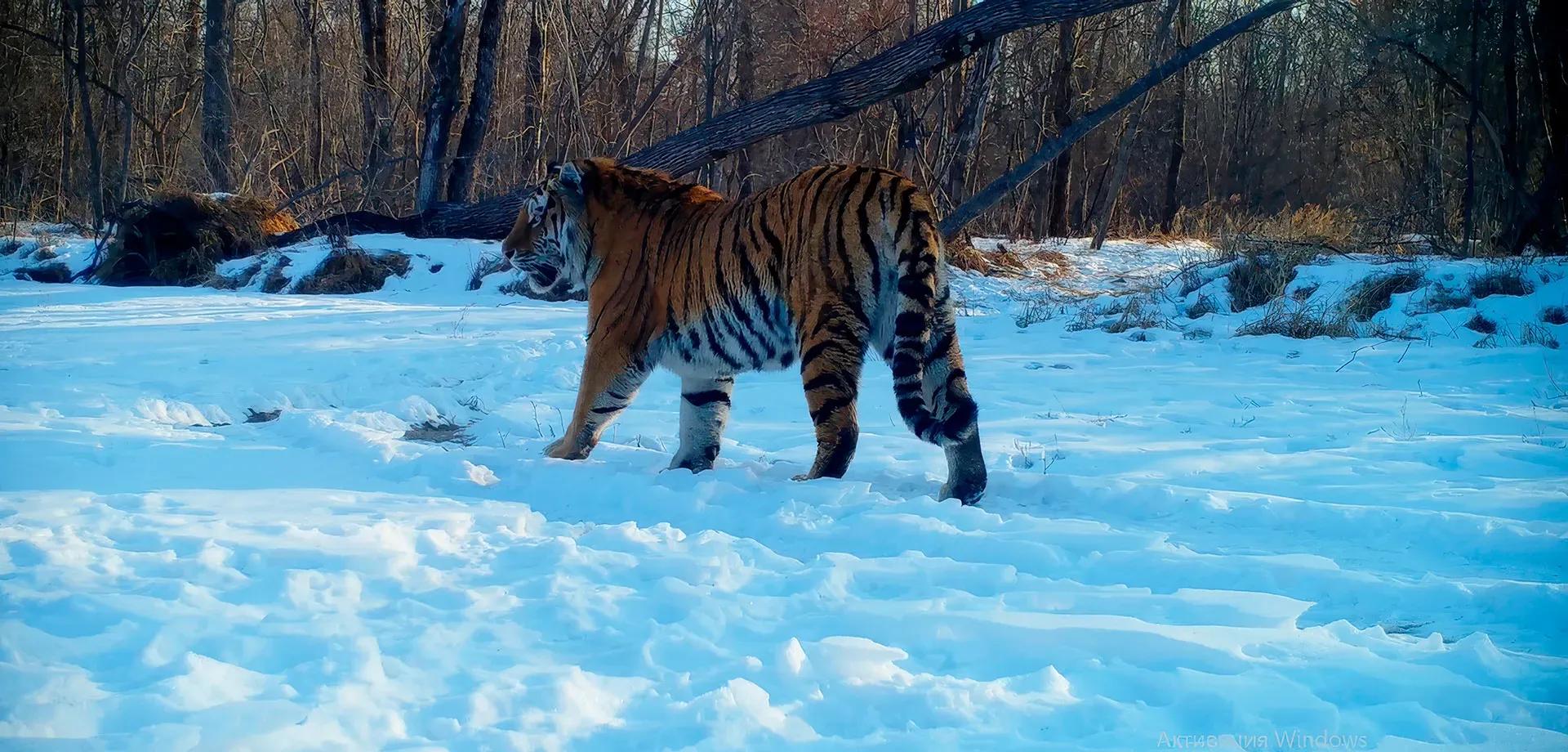 Фото предоставлено национальным парком «Земля леопарда»