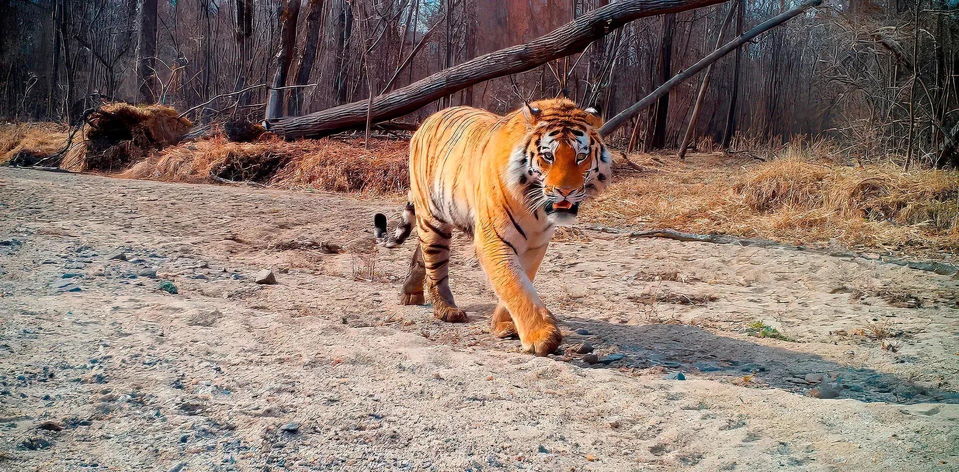 Фото предоставлено национальным парком «Земля леопарда»