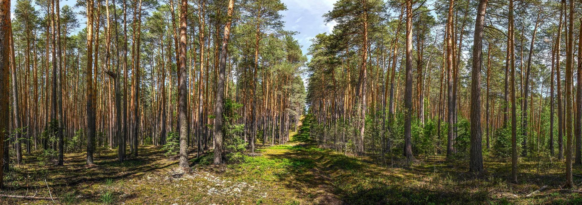 Фото: Shutterstock / Vlad Eisenmann