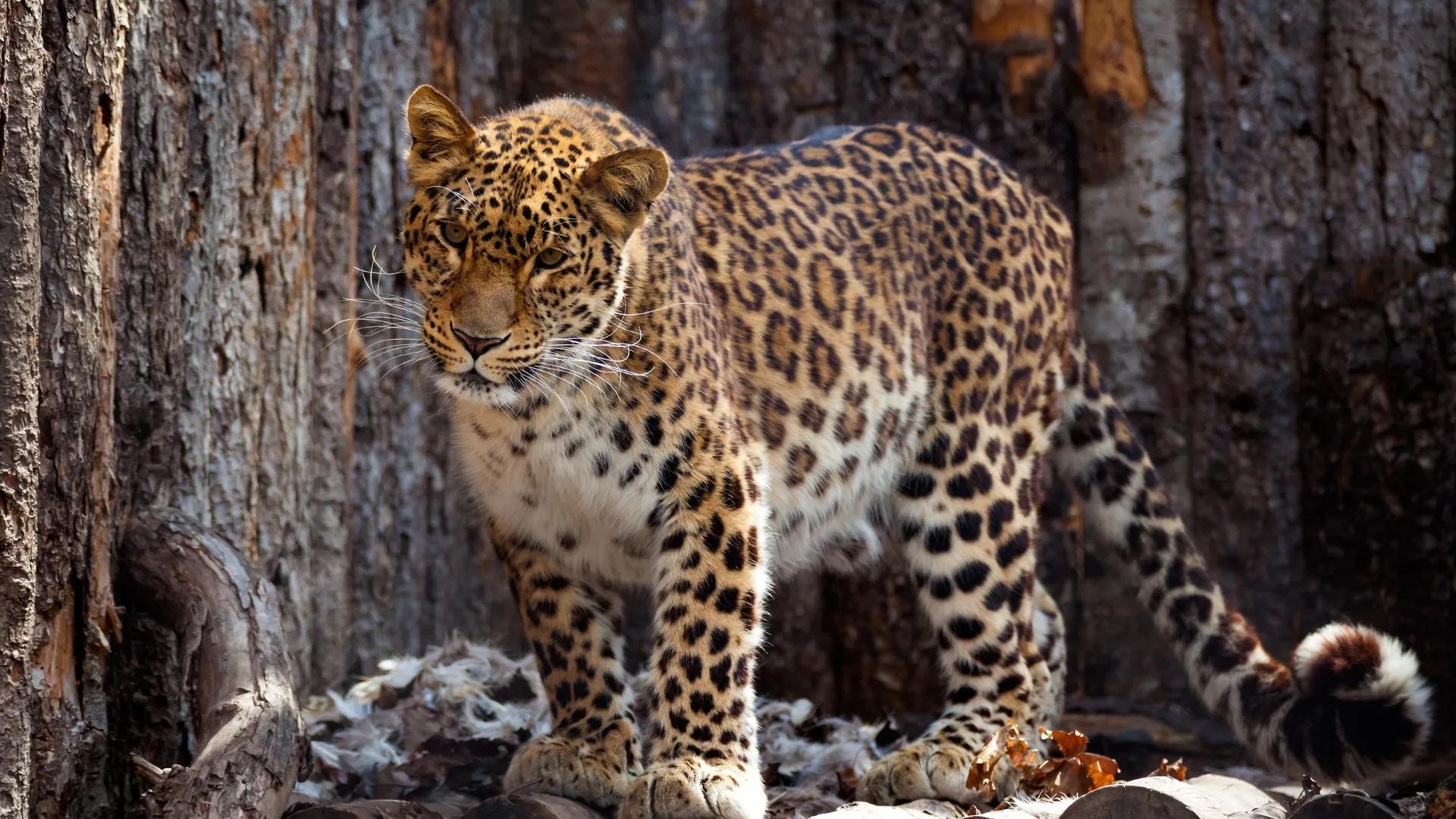 Фото: Shutterstock / Yury Stroykin