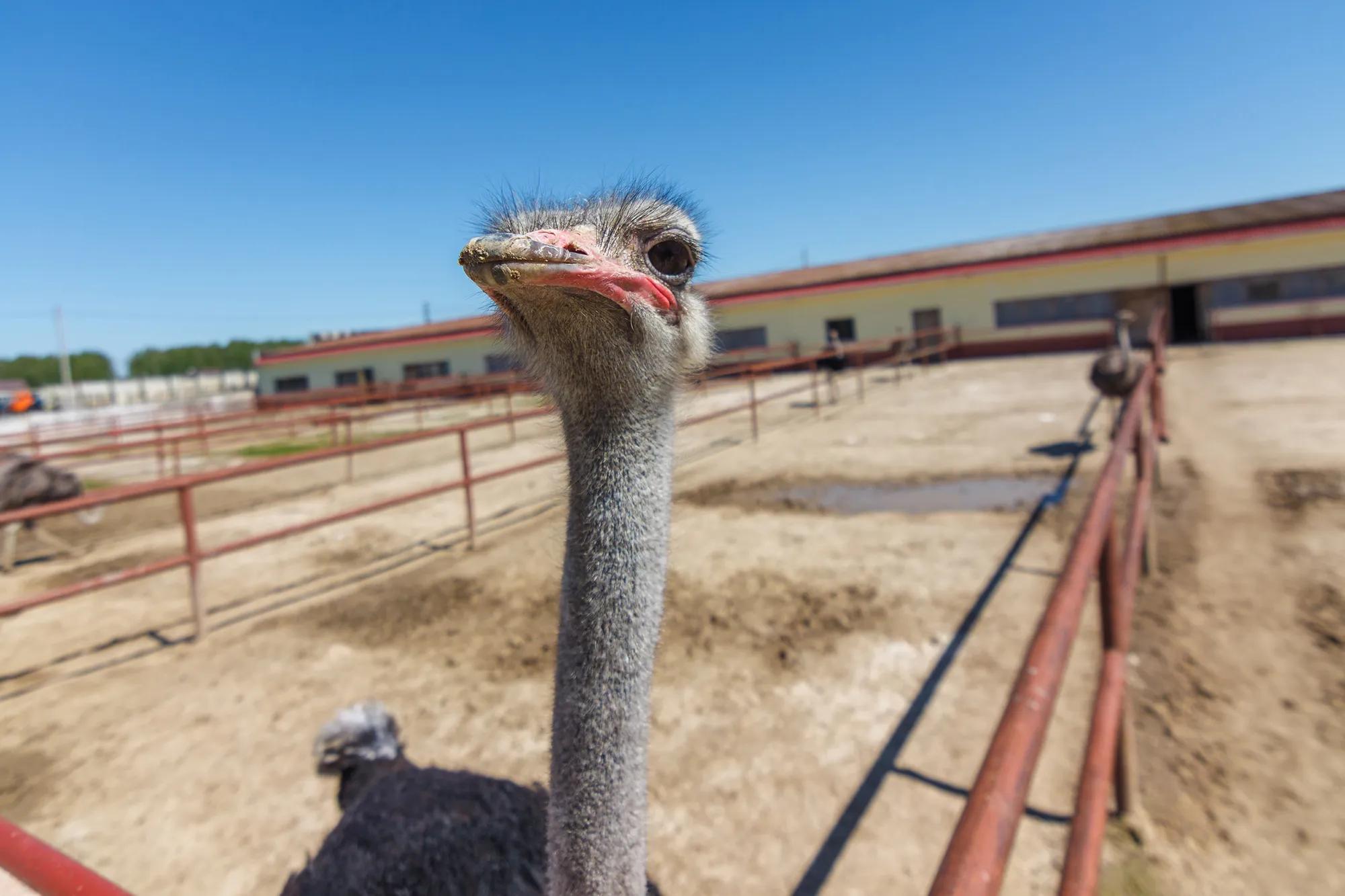 Фото: Shutterstock / joppo