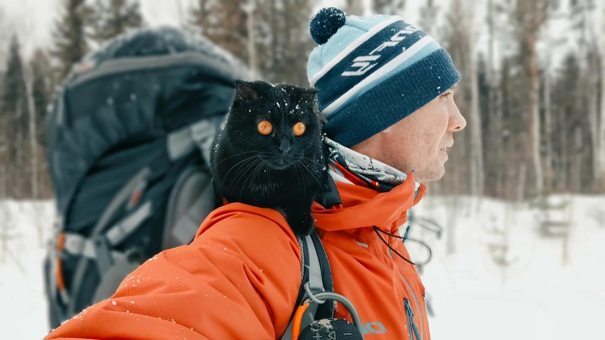 кошка2