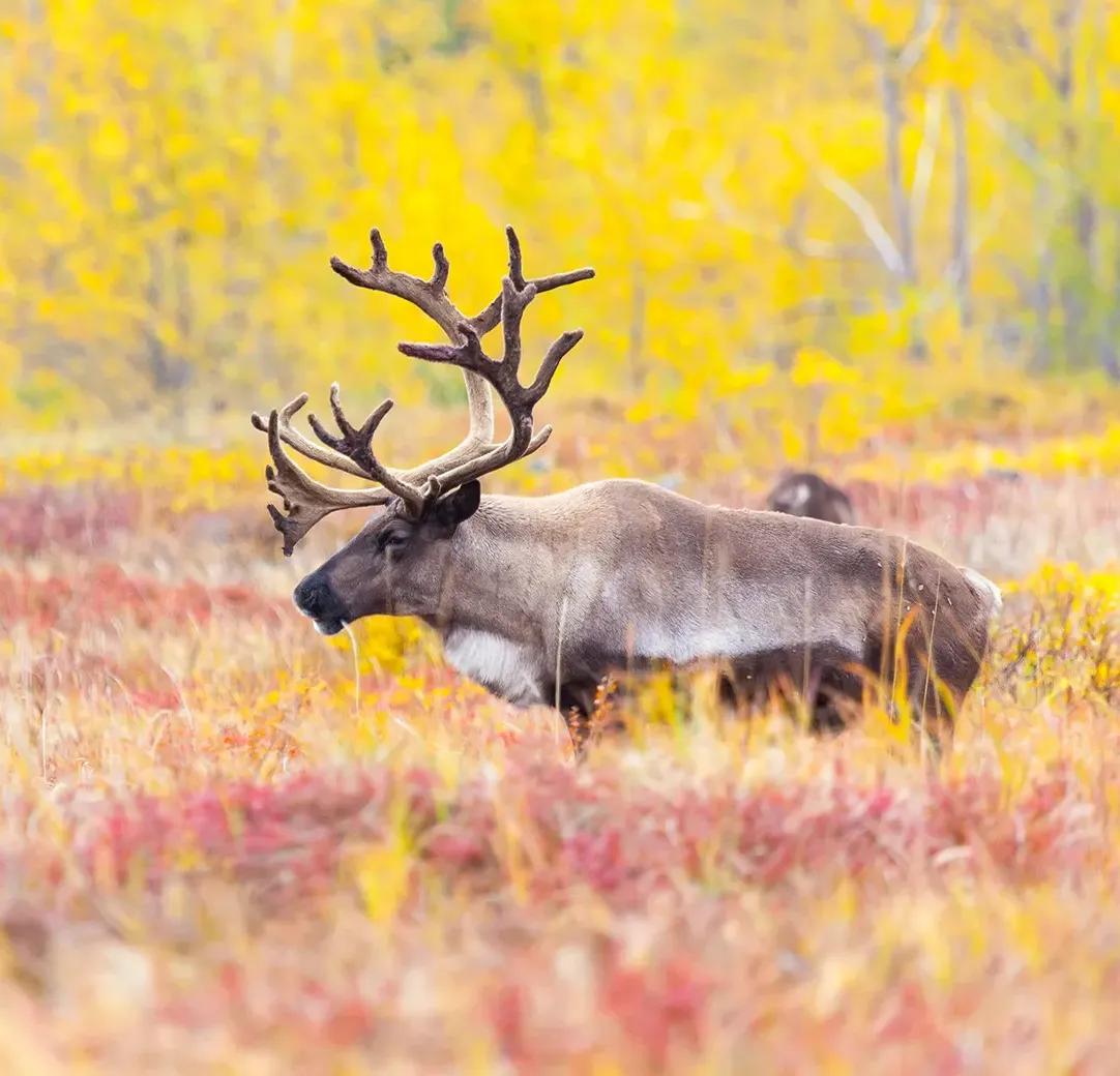 обложка осень 1 shutterstock_1346901197