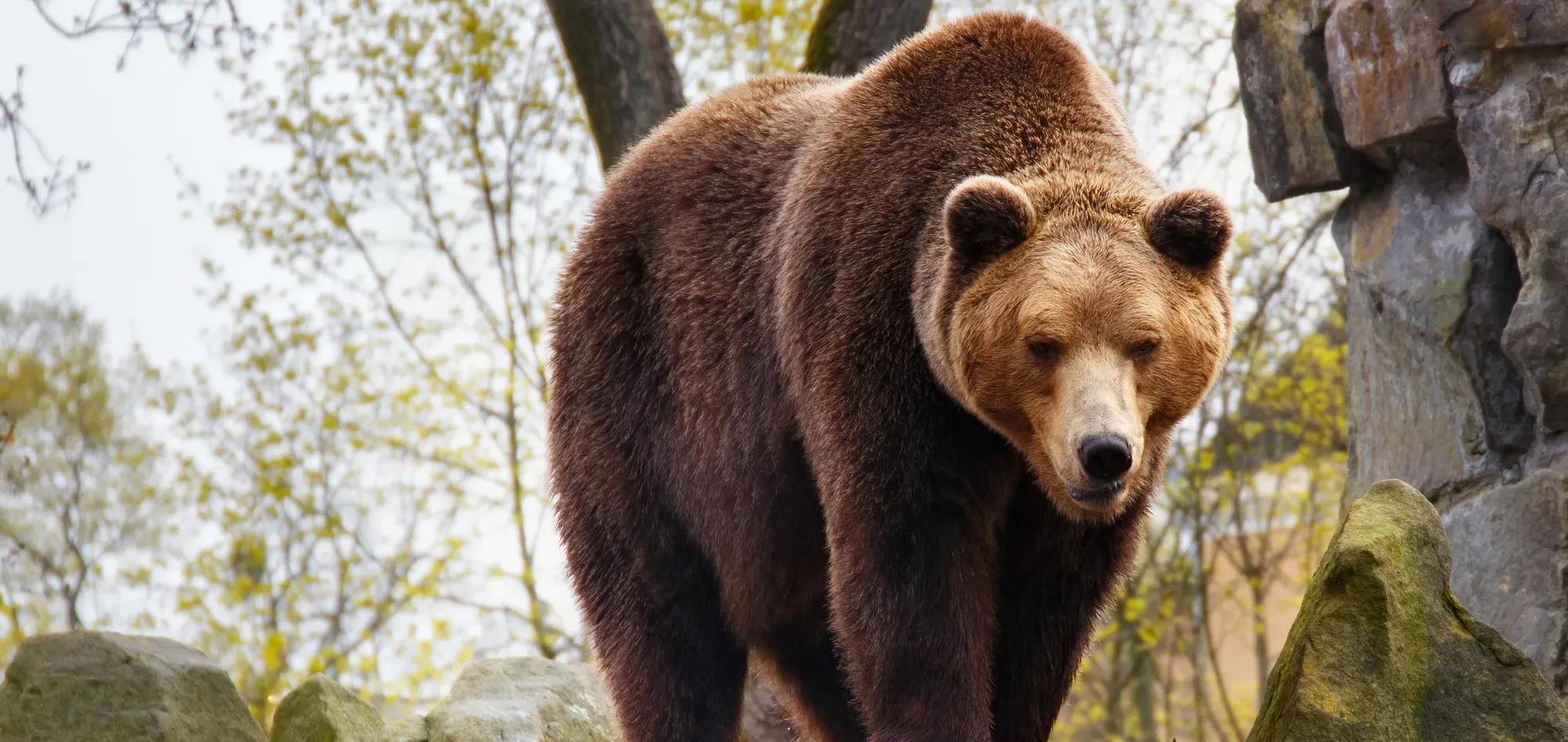 Фото: shutterstock / Alexey Pevnev