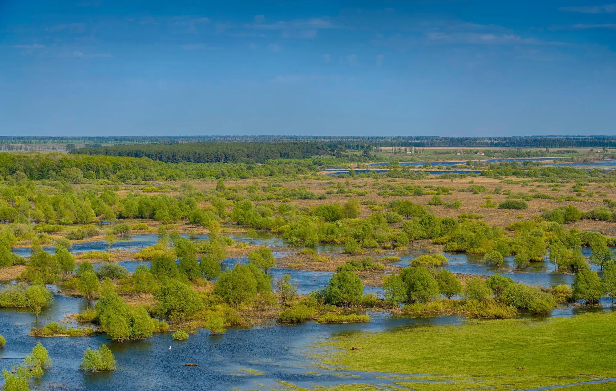 Фото: Shutterstock / Della_Liner