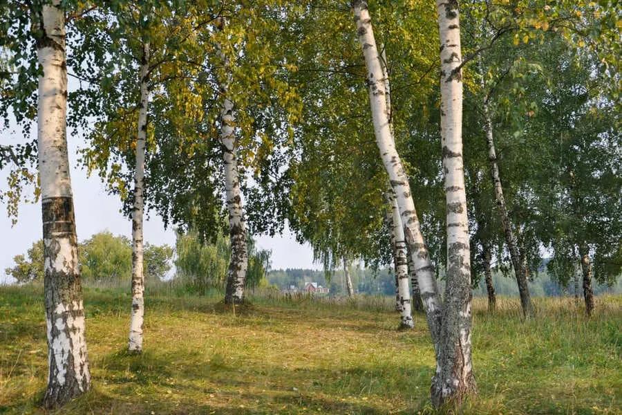 Плес. Роща