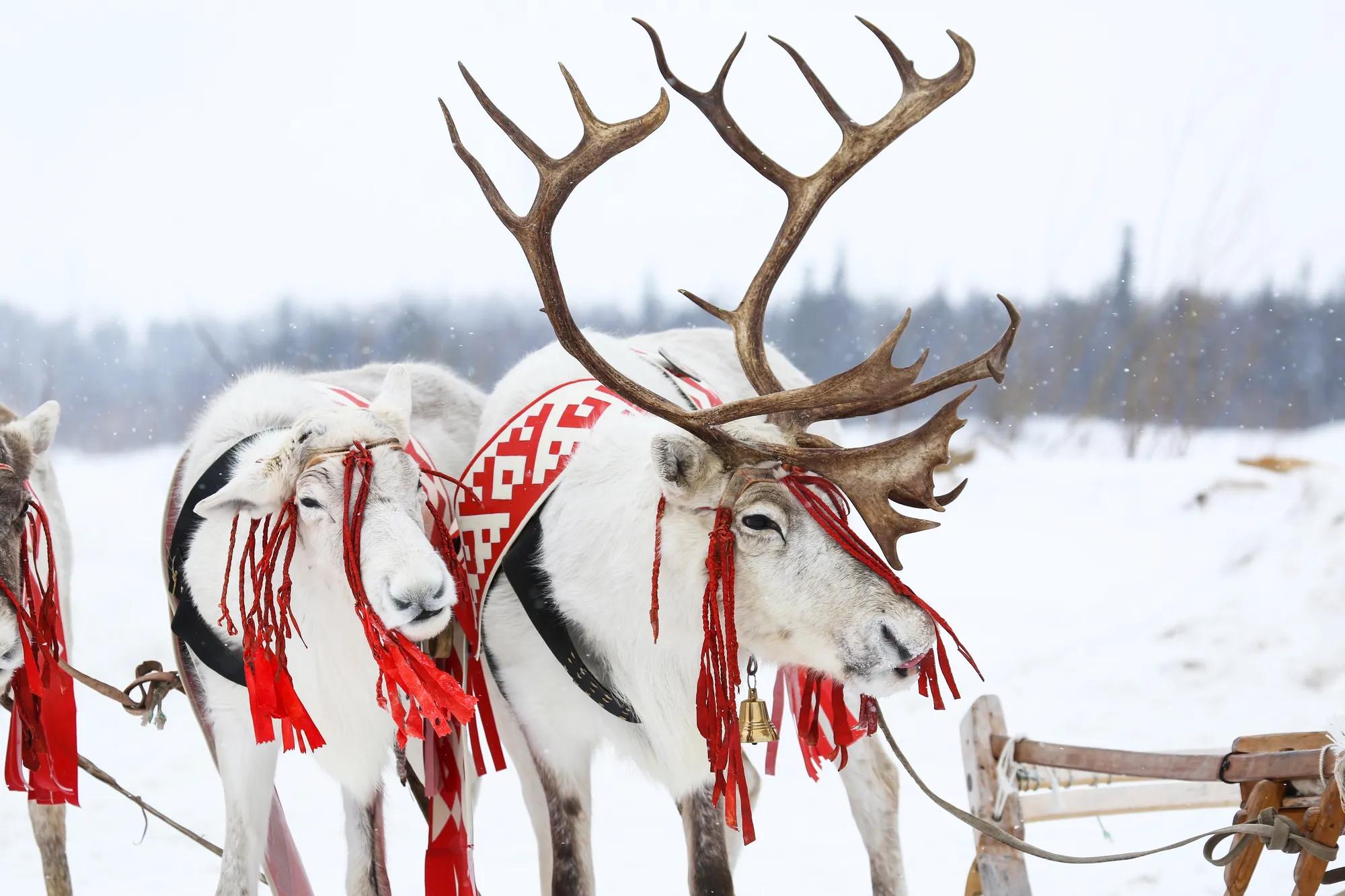 Фото: Shutterstock / Art Konovalov