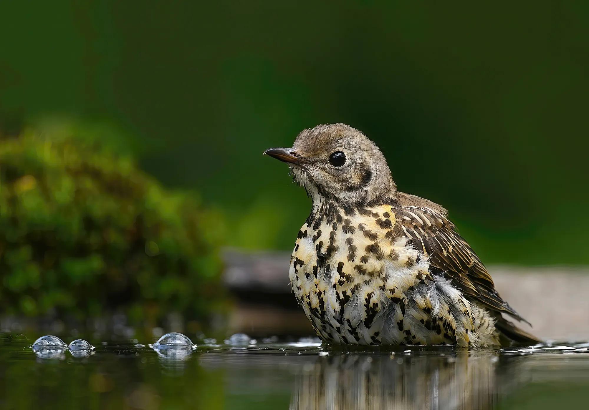 shutterstock_2260772523