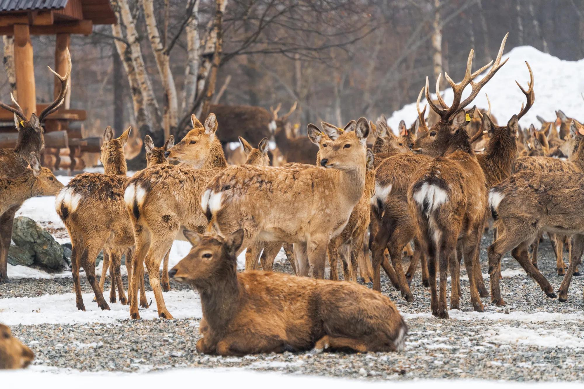 Фото: Shutterstock / LARISA DUKA