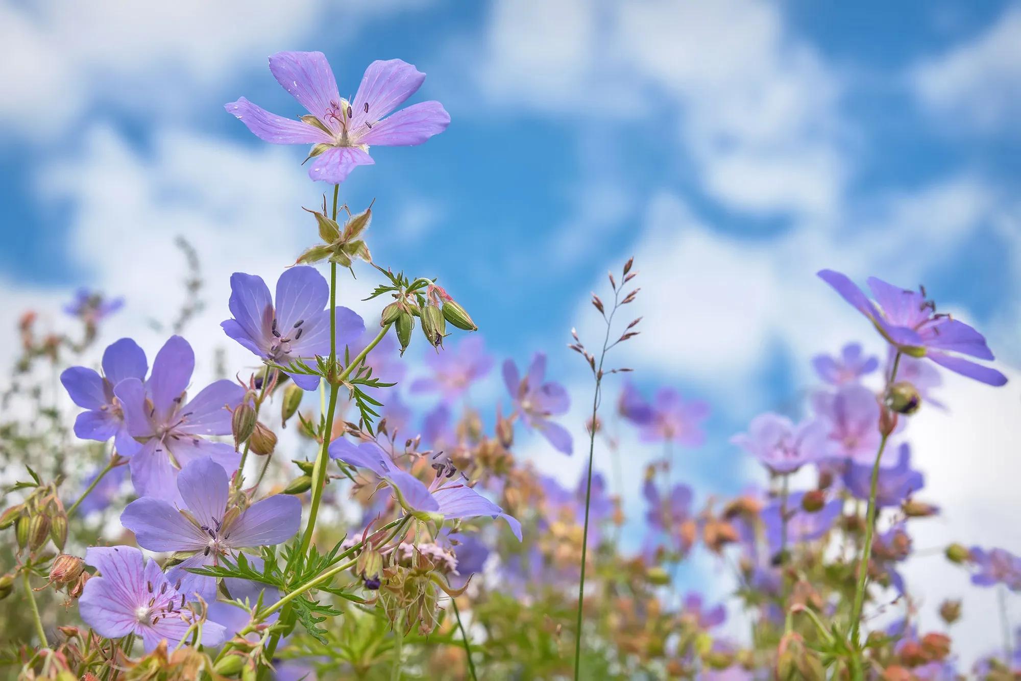 лето 26 shutterstock_2139563385