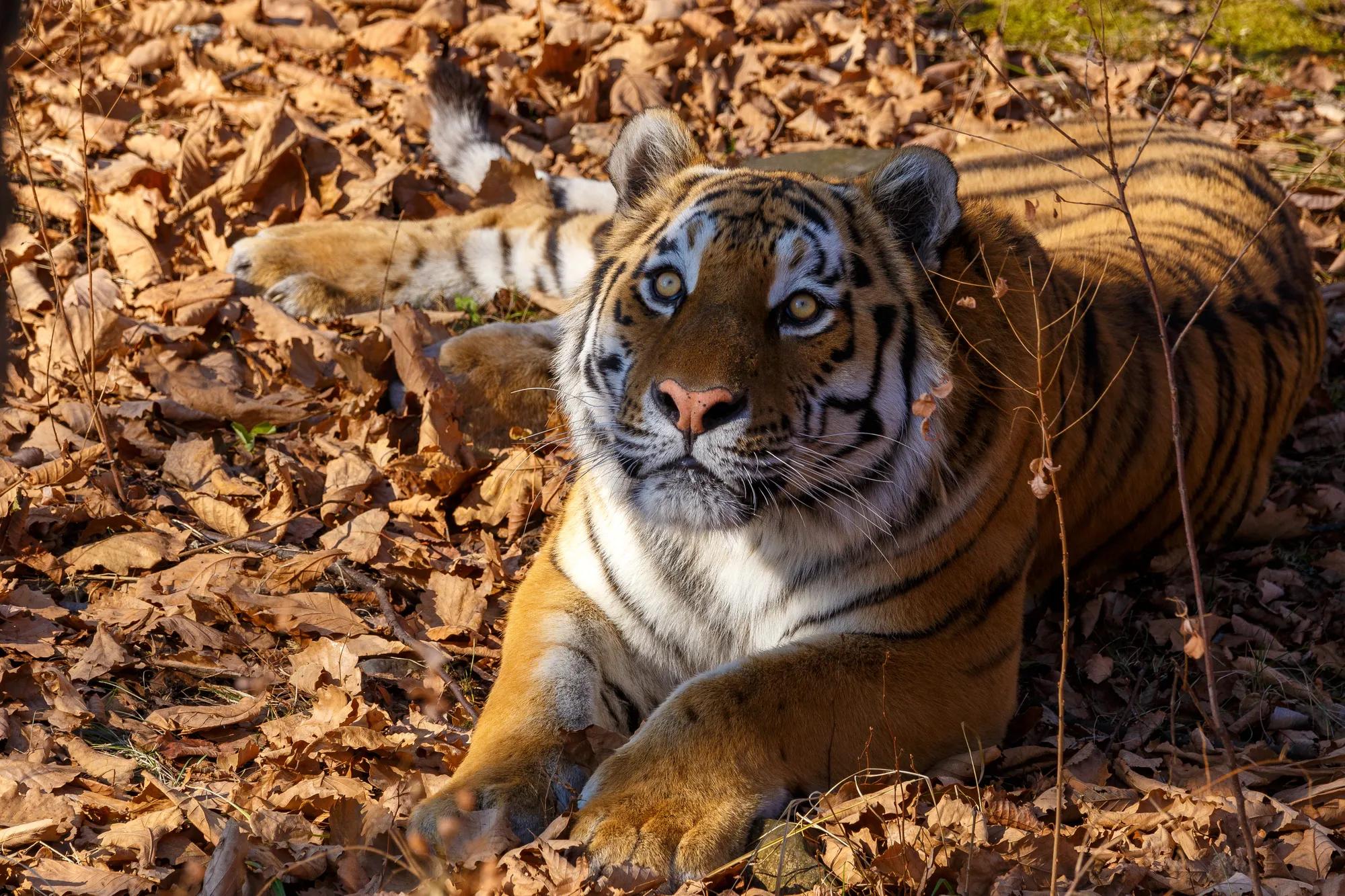 Фото: Shutterstock / Alexander Khitrov