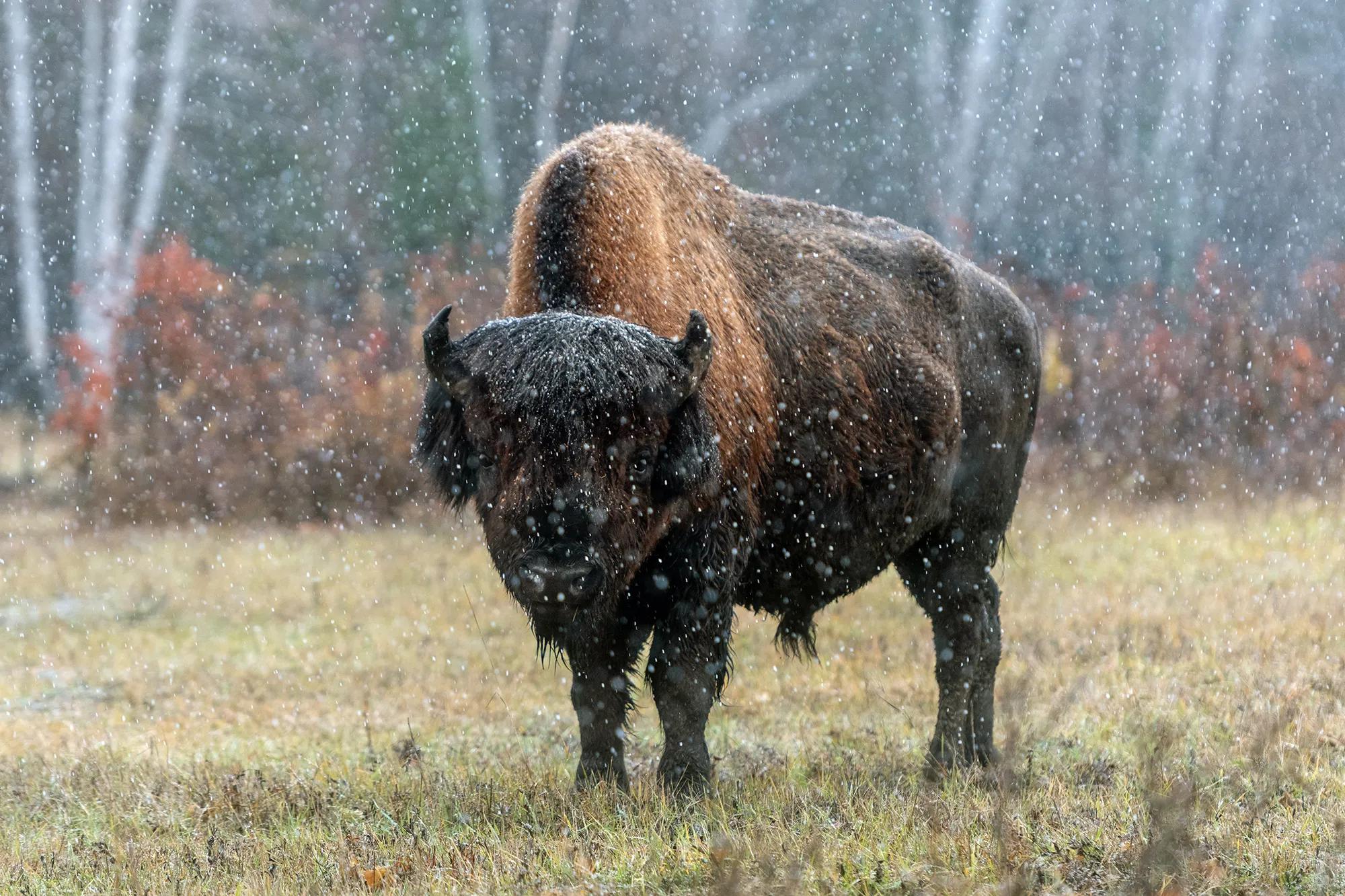 Фото: Shutterstock / Tatiana Gasich