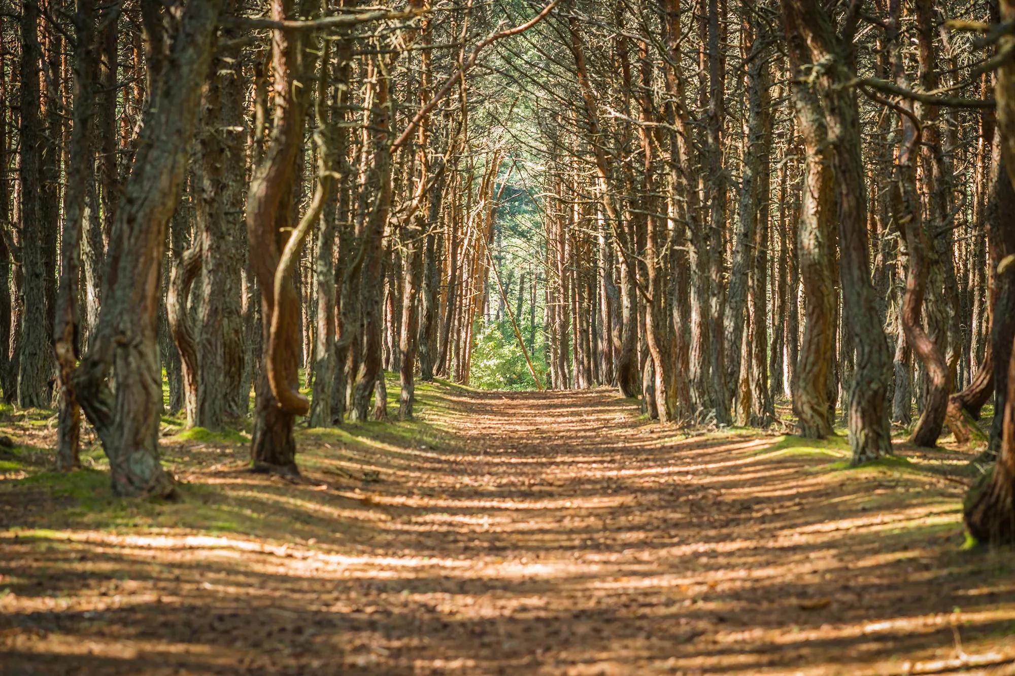 Фото: Shutterstock / siete_vidas