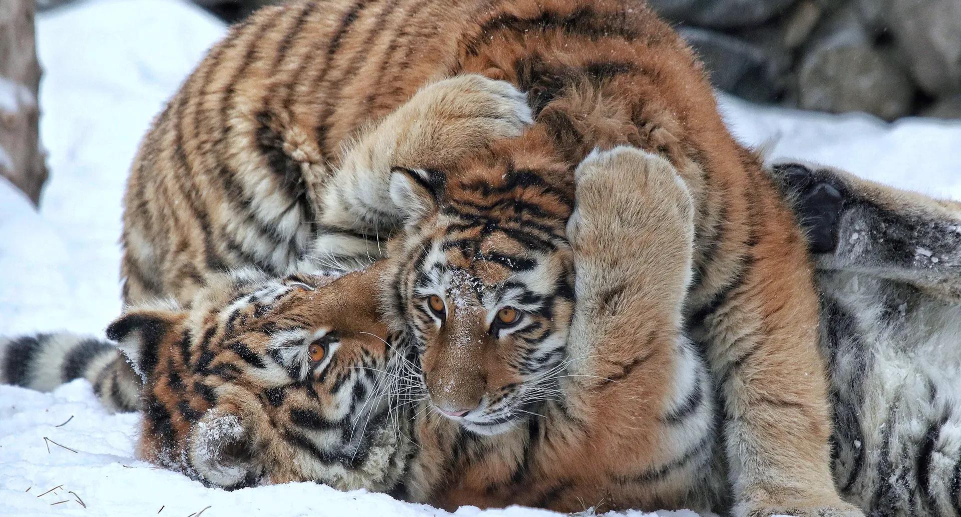 Фото: shutterstock.com (автор vladimir shadrin)